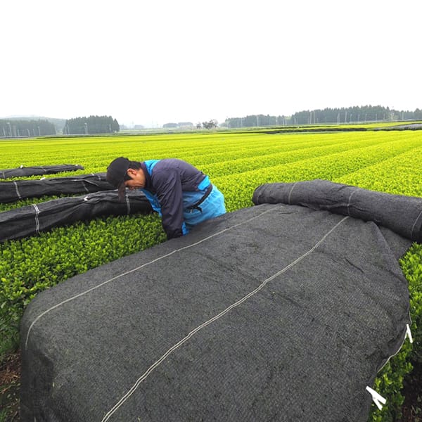 かぶせ製法の茶葉