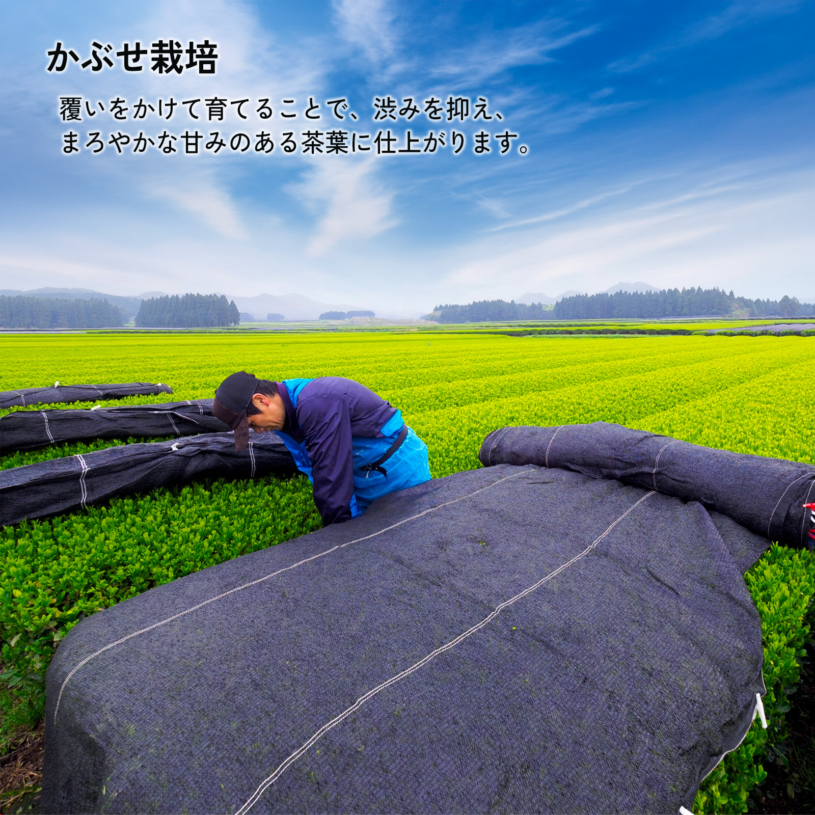 茶葉の産地