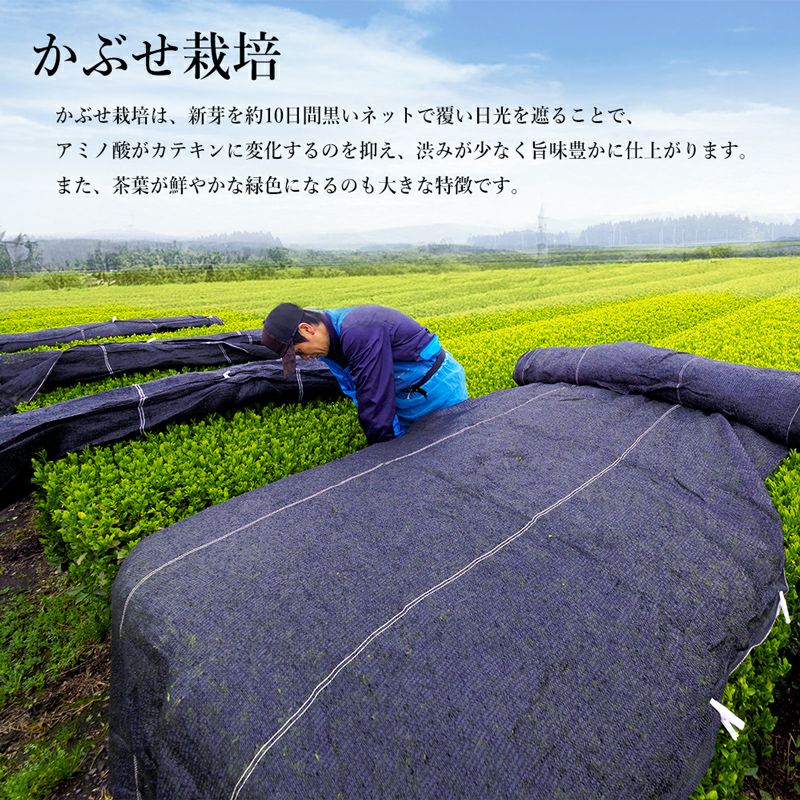 かぶせ栽培