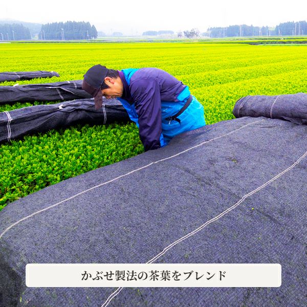 新茶製造中